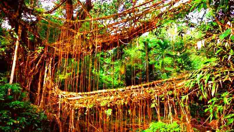 Double-decker root bridge in Cheerapunji.jpg