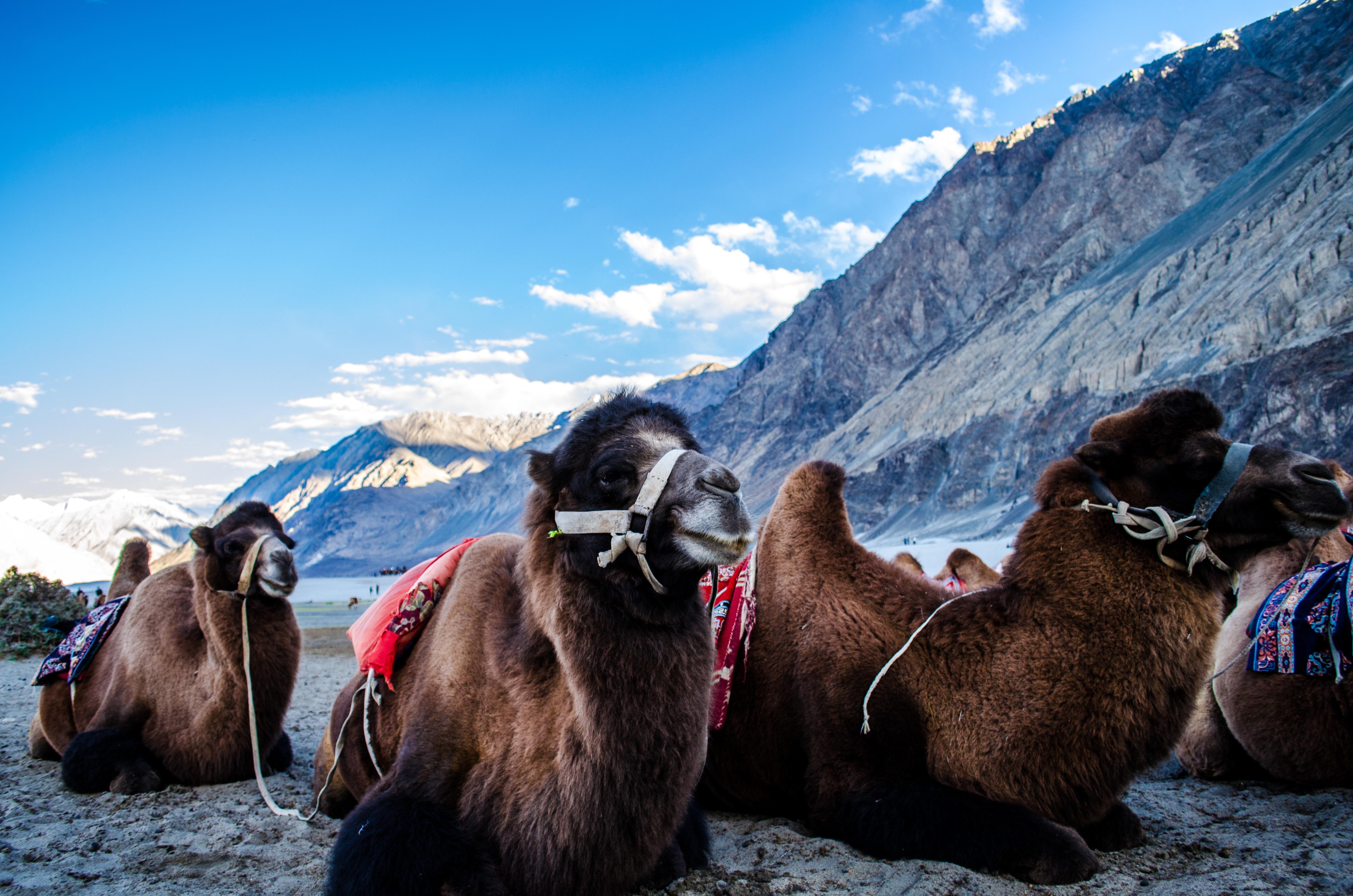 Go On A Camel Safari In Nubra Valley