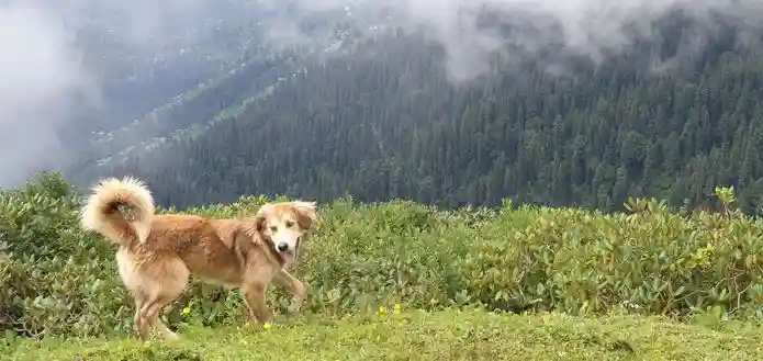 Tirthan Valley  Trek - A Hidden Treasure