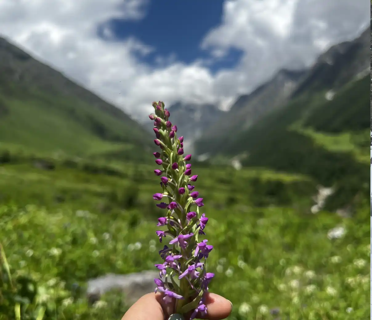 Valley of flowers
